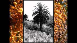 Picudo Rojo y la Palmera Canaria
