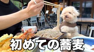 A single man and his dog went on an autumn trip with no plans