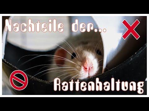 Animal knowledge: 5 disadvantages of keeping rats