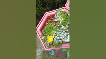 CÂY ẤU THÁI/ MOSAIC WATER PLANT IN VIET NAM #waterlilyandfishofficial