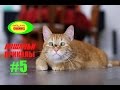 ★ КОШАЧЬИ ПРИКОЛЫ # 5 ! ★ CAT JOKES # 5  !