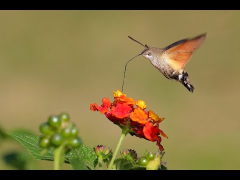 Sfinge del galio o sfinge colibrì (Macroglossum stellatarum) - Galio sphinx or hummingbird sphinx