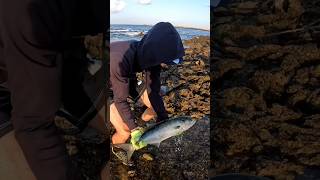 FVF® - Fuerteventura Fishing. KEEP THEM FRESH #fuerteventura #fishing #shorts #video