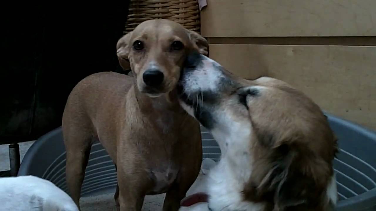 Dogs making out! - YouTube