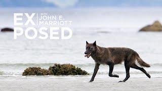 A Wildlife Photography Expedition in Search of the Elusive Sea Wolf! by EXPOSED Wildlife Conservancy 36,057 views 3 years ago 13 minutes, 24 seconds