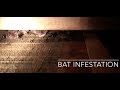 Bat Infestation!