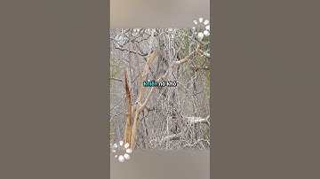 Cầy mangut: Sinh ra để săn rắn độc #shorts #khamphavohan