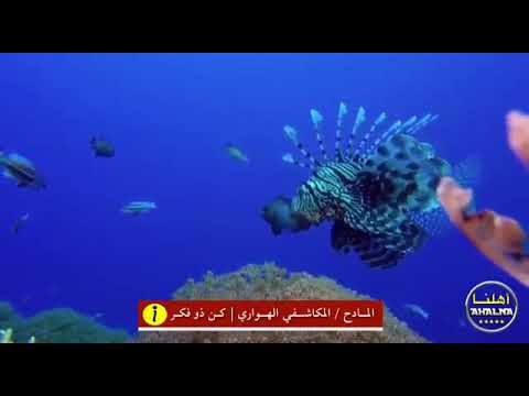 ياذاكر ذو زكر المادح المكاشفي أحمد الهواري