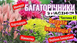 картинка: БАГАТОРІЧНИКИ З НАСІННЯ - витрати чи інвестиція? Кортодерія, Монарда, Вербена Бонарська, Манжетка