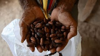 Cocoa farmers illegally encroach on Nigerian rainforest
