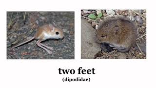 Full Sam O'Nella Insect feet song Guide