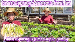 TOUR SAYURAN YANG  DI TANAM MERTUA DIRUMAH LAMA || PANEN ASPARAGUS JUMBO SUPER GEMOY