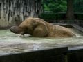 アフリカゾウ・ケニー雨中の大暴れ！African elephant acts violently in rain