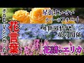 【Vシンガー】ヰ世界情緒と風に揺れる花/花譜のエリカに込められた想いとは【花言葉⑨】