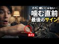 撫でてる途中で噛む猫…それは「嫌い」じゃない。あなたが見落とした最後のサイン