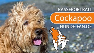 ► Cockapoo [2023] History, Appearance, Temperament, Training, Exercise, Care & Health