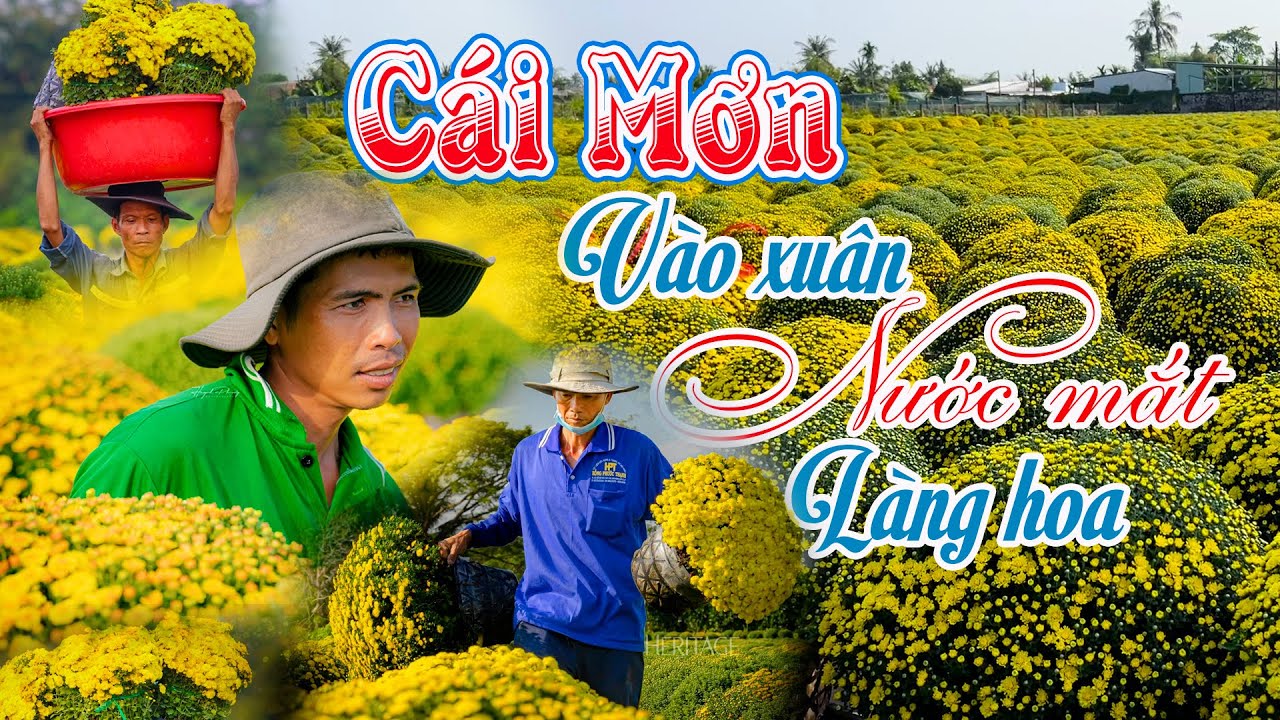 MIỀN TÂY NGÀY GIÁP TẾT BAO BỘN BỀ LO TOAN, GIÀN CÚC MÂM XÔI CÁI MƠN KHÔNG RỘN RÀNG NHƯ NGUỜI NGHĨ