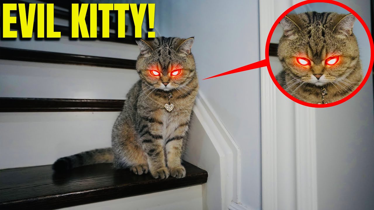 IF YOUR CAT IS POSSESSED, RUN! (EVIL KITTY)