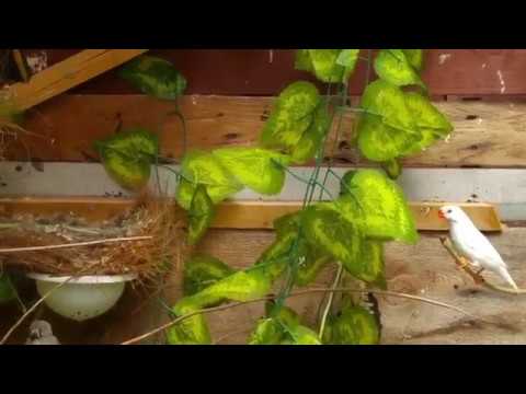 How To Make Your Aviary Look More Natural
