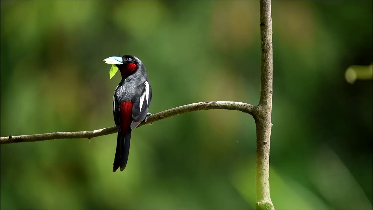 แก่งกระจาน-Banded Kingfisher(กระเต็นลายเพศเมีย ) -Black-and-red