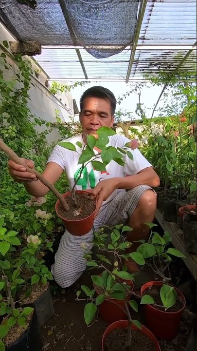Cara menanam bunga bougenville