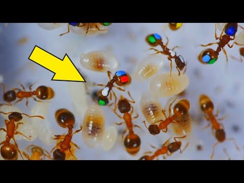 Видео: Ленивые Муравьи! Что если покрасить муравьев и проследить за ними? Разноцветные муравьи.