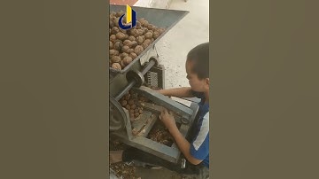 Walnut cracking machine Good tools and easy work #shorts
