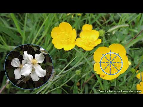 Video: Buttercup Anemone (41 Photos): Description Of A Plant Of The Buttercup Family. How Does Anemone Reproduce?