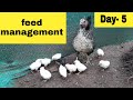 (Day-5) My poultry feed management for desi chicks (गावठी कोंबडीच्या पिल्लांनसाठी फिड मैनेजमेंट. )