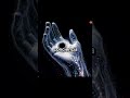 La paradoja de la conciencia #universe #misterio #datoscurisos #universo