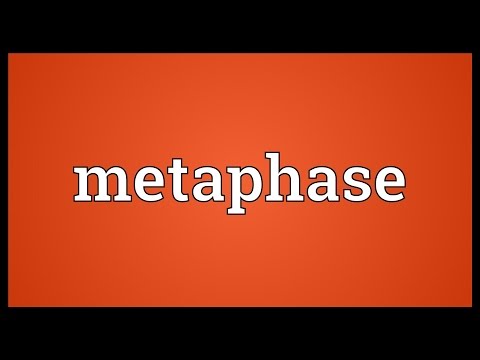 Metaphase Meaning