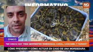 🐍 Lo que tenes que saber de serpientes del #Chaco #yarara #cascabel #coral