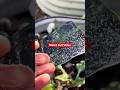 Still Growing Food in December | Maryland Zone 7B #garden #wintergarden #gardeningtips