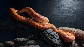 Nice Shots of my Two Favorite Snakes!