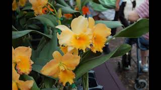 Discovering Vero Beach: Gardenfest!