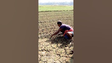 Weeding in Onion Field #shorts