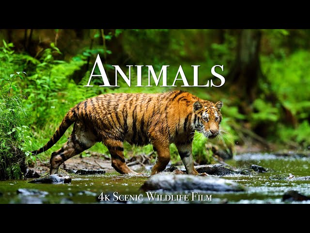 World of Animals 4K - Scenic Wildlife Film With Calming Music class=