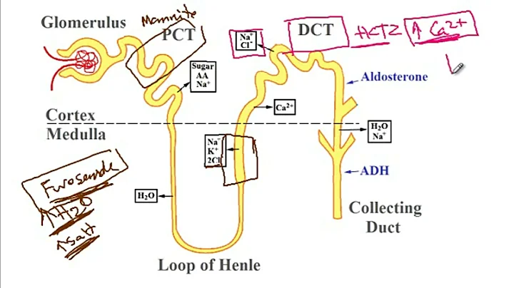 USMLE ACE Video 230: Renal Physiology and Pharmacology