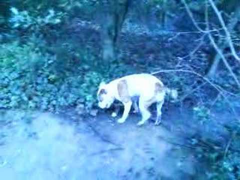 Staffie and big stick