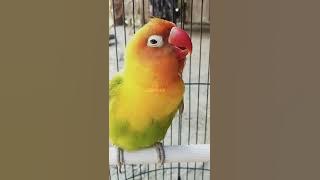 LOVEBIRD JANTAN KONSLET