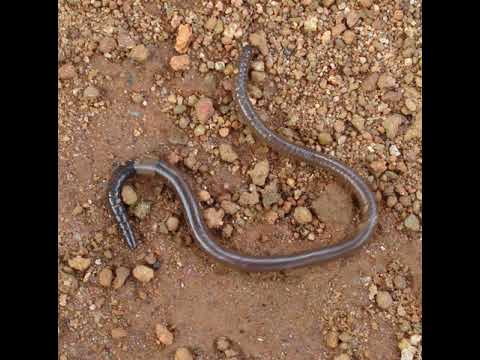 Earthworms | Wikipedia audio article