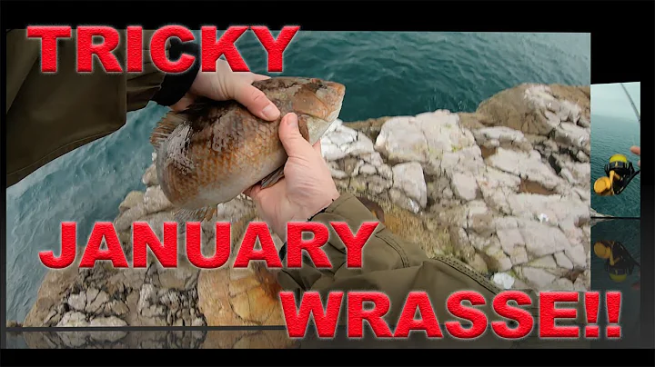 LURE FISHING FOR WRASSE UK- IN JANUARY