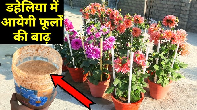 Best Fertilizer for Dahlia।। Dahlia Flower Plant को दीजिए ये Fertilizer ।। Dahlia Flower Care ।। - YouTube Best Fertilizer For Dahlia।। Dahlia Flower Plant को दीजिए ये Fertilizer ।। Dahlia Flower Care ।। - Youtube