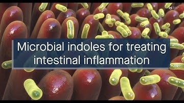 Microbial indoles could help treat intestinal inflammation