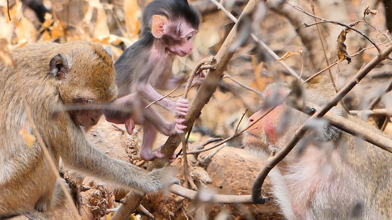 Baby Monkey Rambo tries to cling to the little tree Mama Rana wait to take care of him