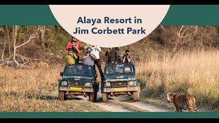 Unwind in Paradise: Experience Luxury at Alaya Resort in Jim Corbett Park!