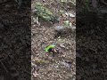 Beginner Hiking Trail in Hakone, Japan. Mt. Myoujingatake 箱根の明神ヶ岳のハイキング