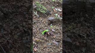 Beginner Hiking Trail in Hakone, Japan. Mt. Myoujingatake 箱根の明神ヶ岳のハイキング