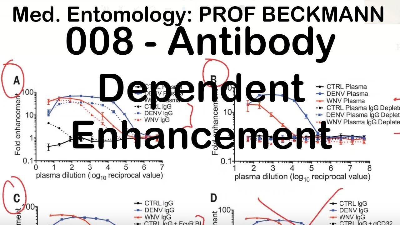 Medical Entomology 008: Antibody Dependent Enhancement