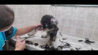 Difficult Doggie Groom, Schnoodle Puppy dog breed, puppy's 1st groom, fidgety, nippy, no restraints